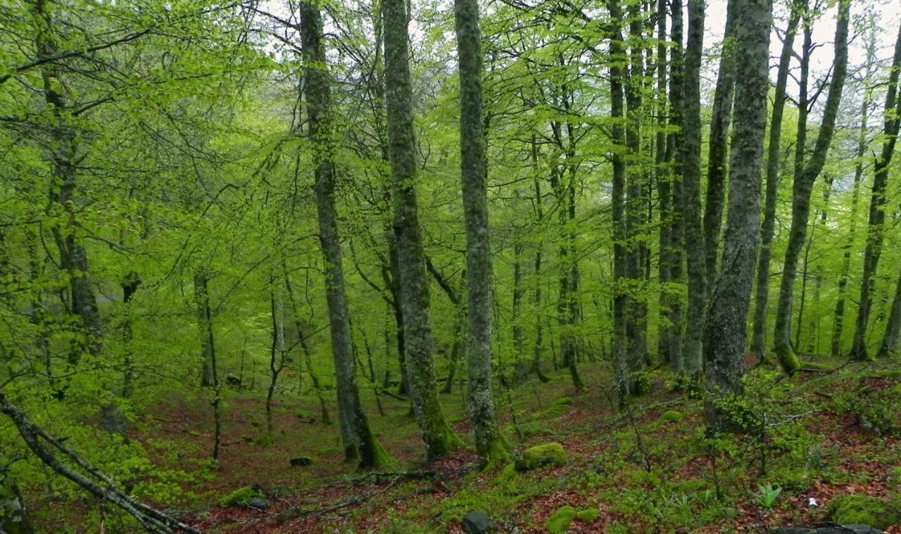 Piloña Turismo Rural El Sidron旅馆 外观 照片