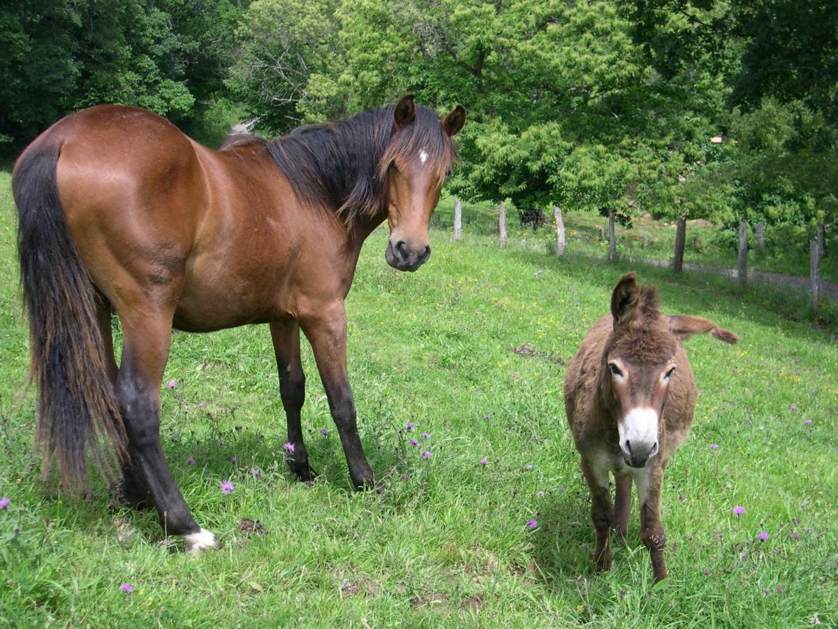 Piloña Turismo Rural El Sidron旅馆 外观 照片