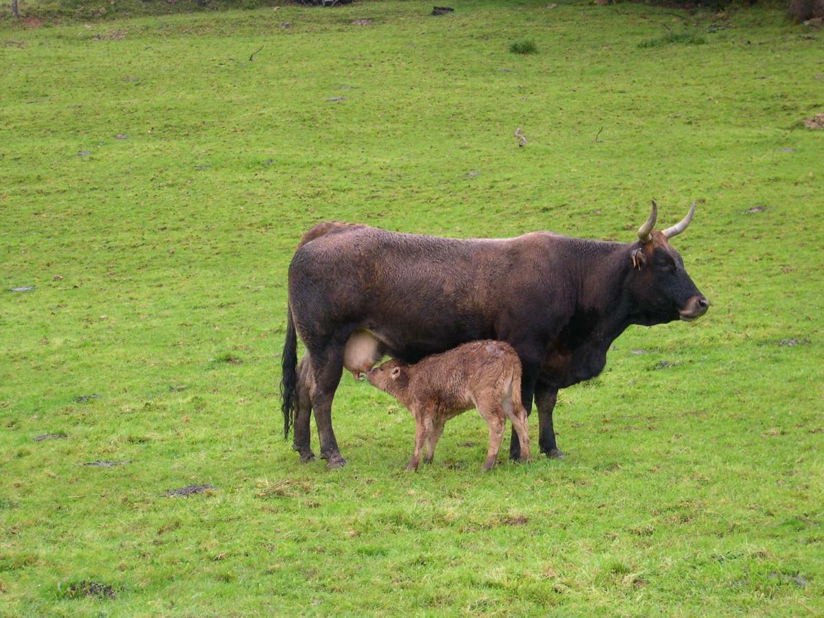 Piloña Turismo Rural El Sidron旅馆 外观 照片